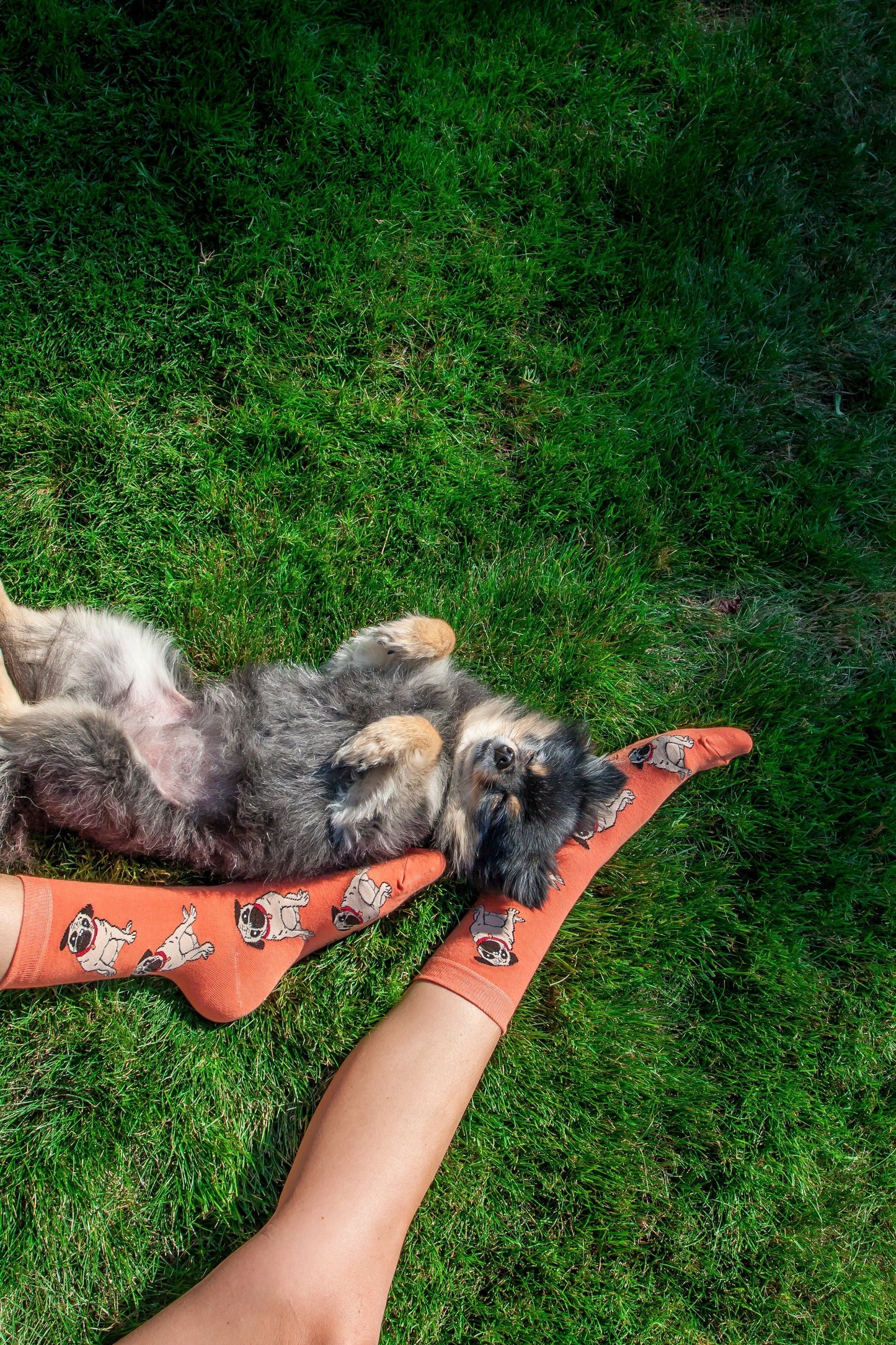 Pugs Socks